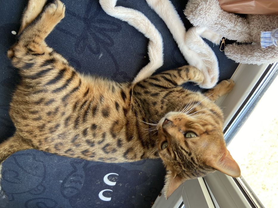 Бенгальский кот леопард