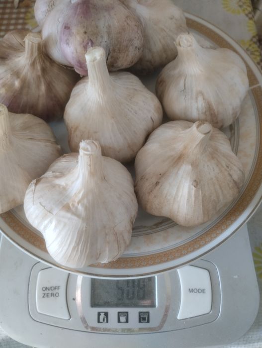 Чеснок озимый.Продам..