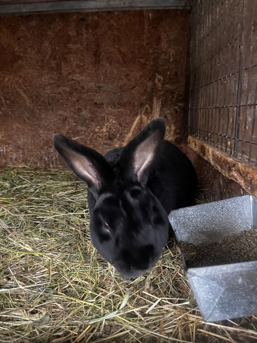 Iepuri de rasa de vanzare