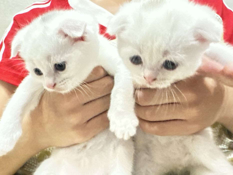 Миленькие котята