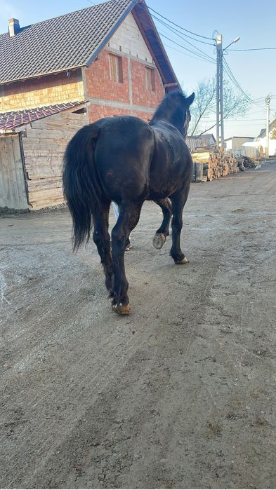 De vanzare un cal castrat si un harmasar