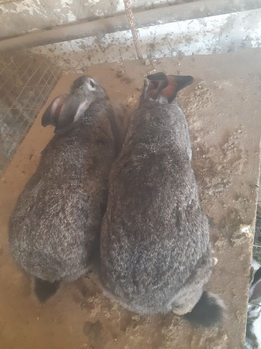 Veliqan xomlador quyonlar