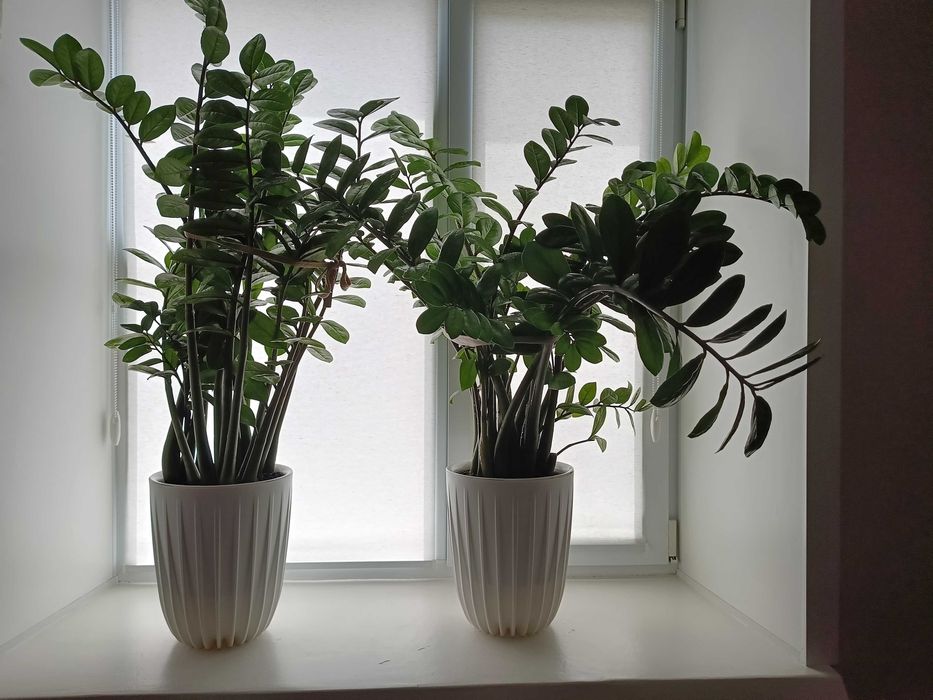 Комнатные цветы оформление пространства