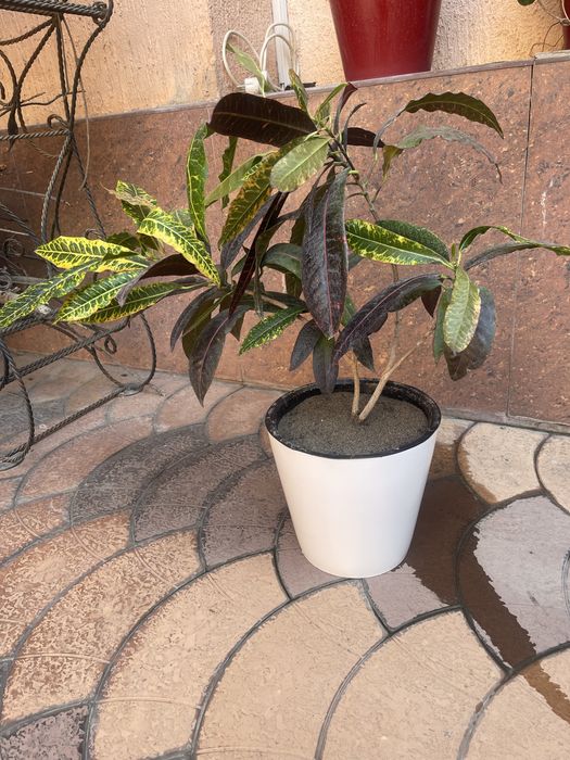 Продаю  домашние цветы , для офиса