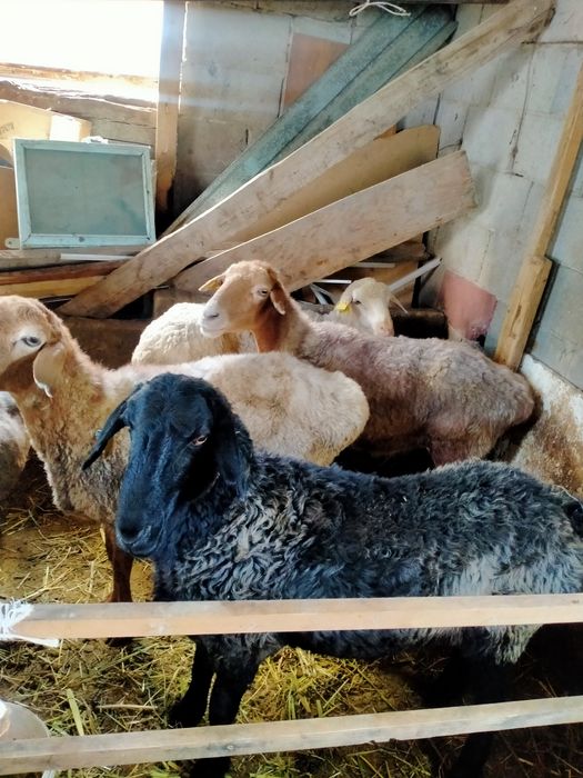 Семіз Қара көк сек сатылады