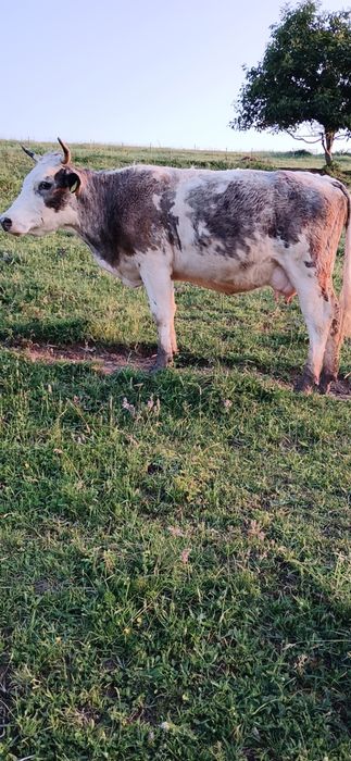 De vânzare 3juninci  belgiene