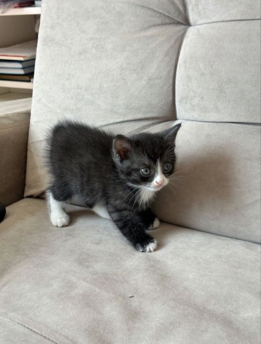 кошка, котенек маленький