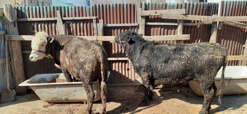 Бордақы бұқа қашарлар