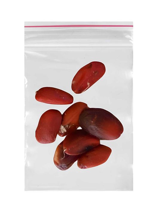 Magnoliya Sulanja daraxti guli pushti rangda