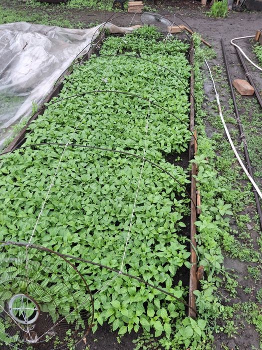 Продам рассаду  помидора и перца