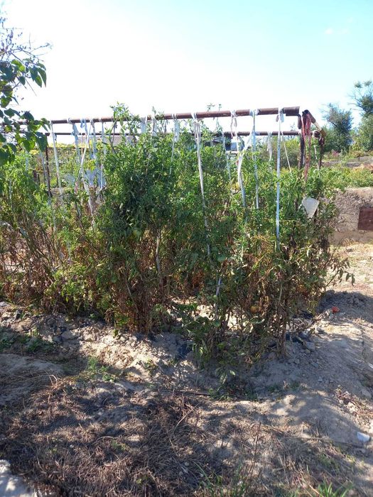 Продам дачный домик с участком в пригороде Алматы