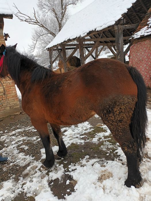 Iapa de vânzare mai multe detalii în privat sau la nr telefon