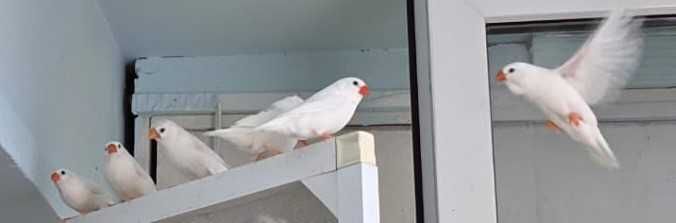 Zebrute Australiene, Perusi, canari, disponibili