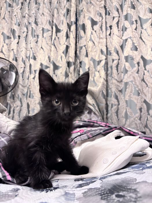 Отдам котенка в добрые руки ,беслаатно