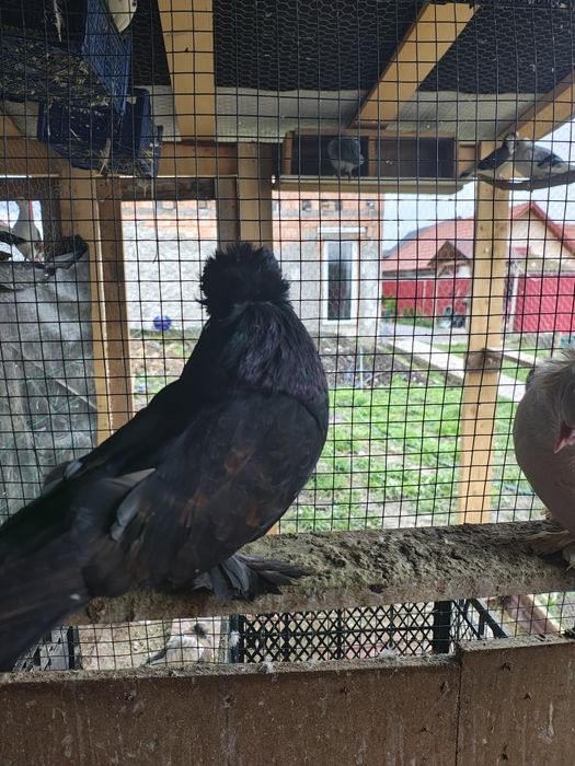 Urias maghiari pereche