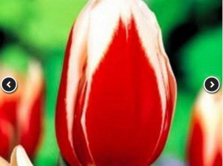 Оптом тюльпаны.Тюльпаны голандские оптом.Оптом голандские тюльпаны опт