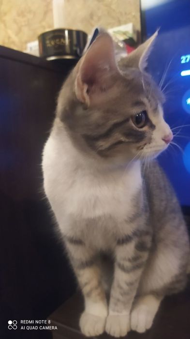 Кошечка котенок в добрые руки