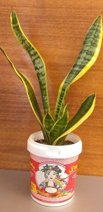 Сансевьера большой цветок