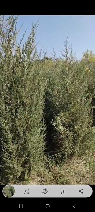 Можжевельник кучатлари сотилади