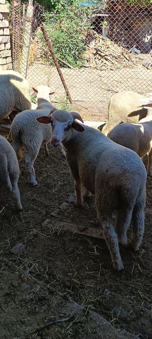 Продавам  агнета