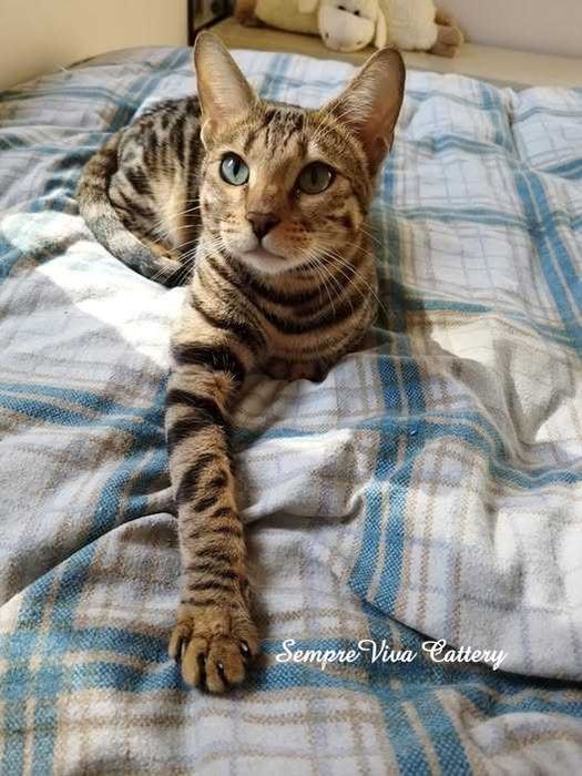 Бенгалска котка женска