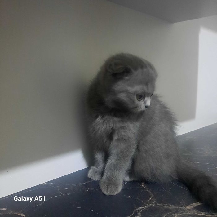 Мушук флоид сотилади