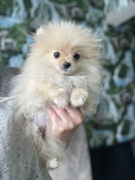 Щенки шпица