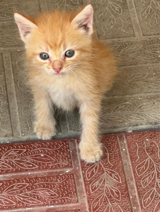Отдадим домашних котят