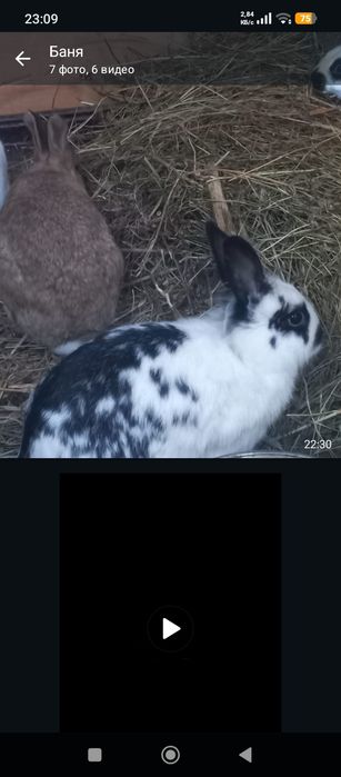 Кролики домашние