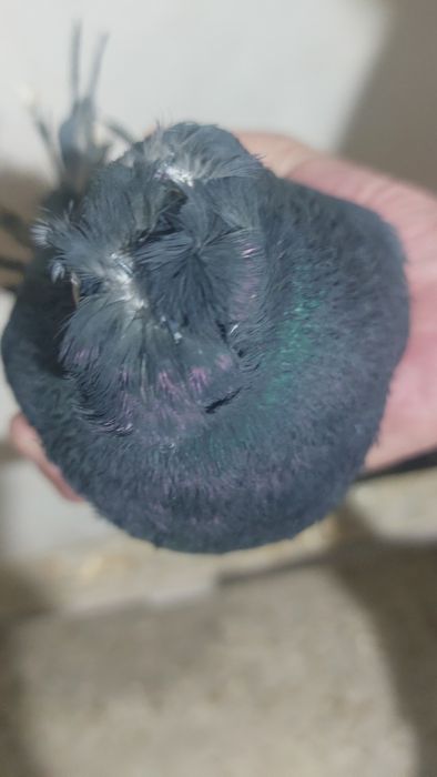 Голуби соч носочубый самец кептер