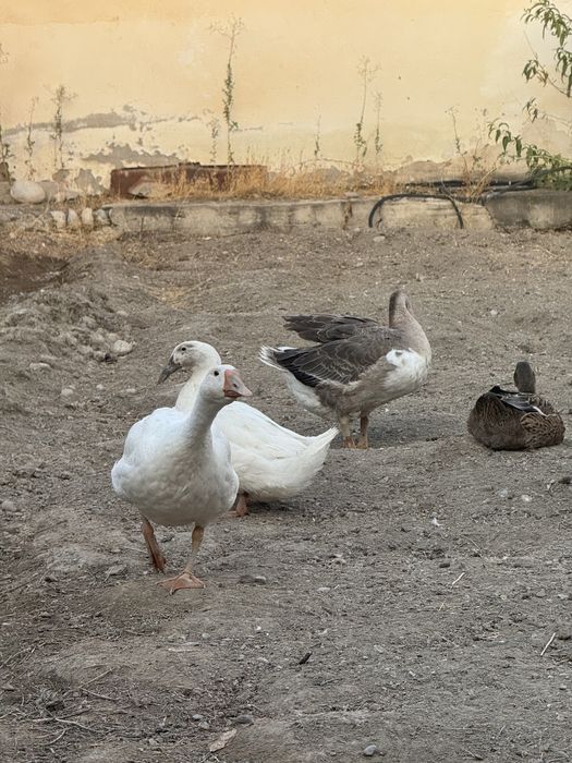 Утки и гуси, урдак ва гозлар