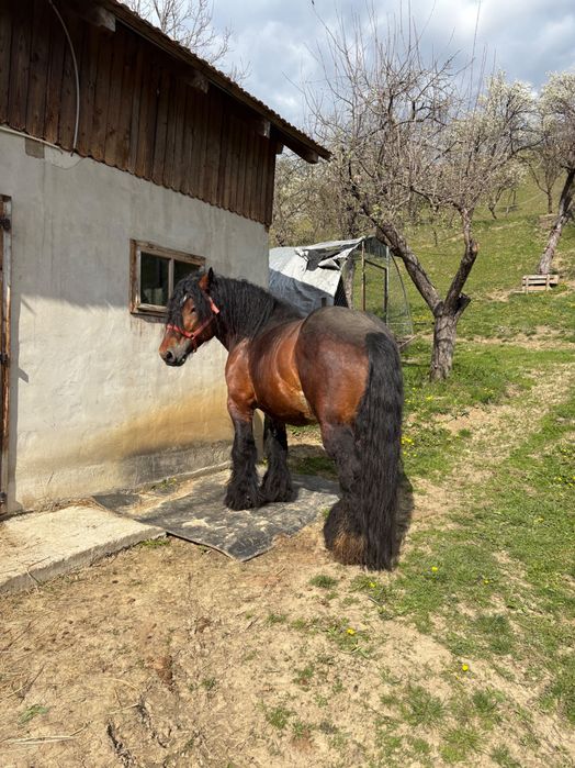 Armăsar belgian ………..