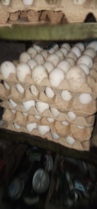 ORDAK TUXUMLARI ISTEMOL UCHUN Урдак Тухуми Утиное Яйцо для потребления