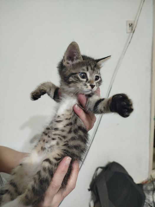 Котик ищет любящих хозяев.