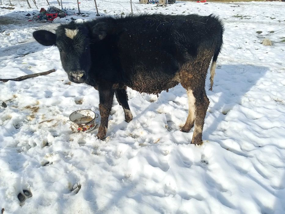 Vînd vițel mai multe detalii la telefon