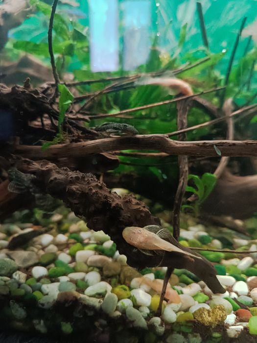 Сомчета Анциструс