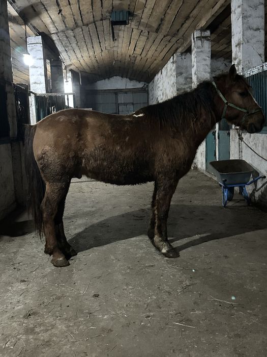 Семіз ат союға, откорм, соғым, жылқы