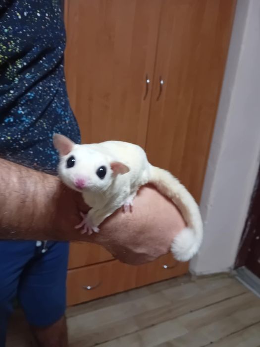 Захарна летяща катеричка