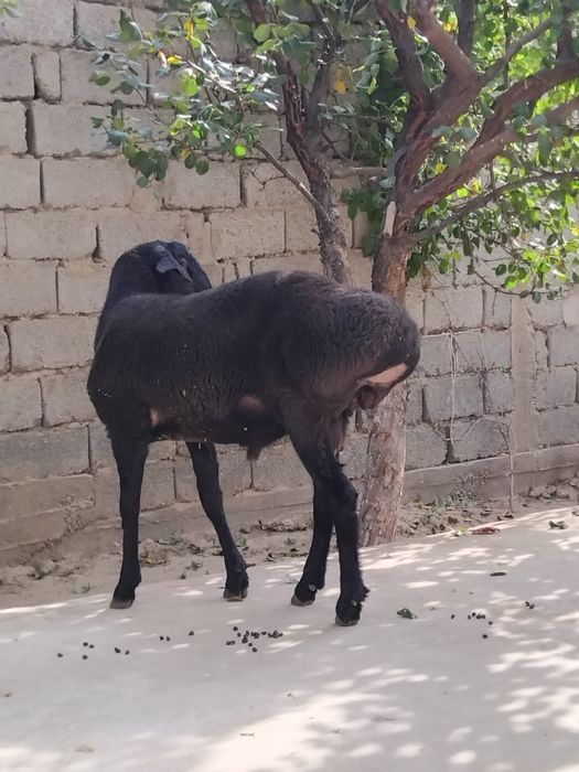 Продаётся Баран породистый