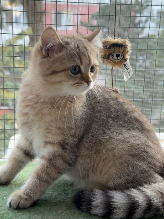 Fetita british shorthair