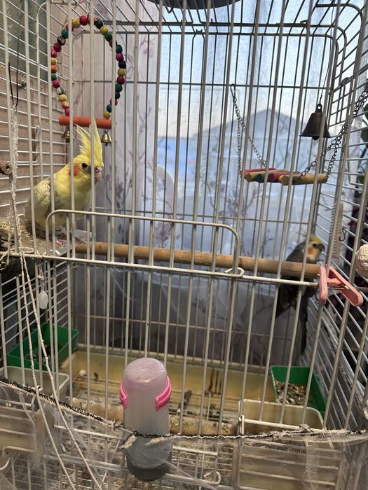 Продам попугаев Корелла