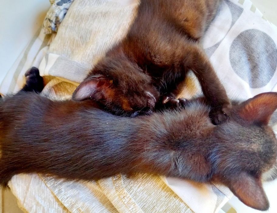 Adoptie pisicuțe negre