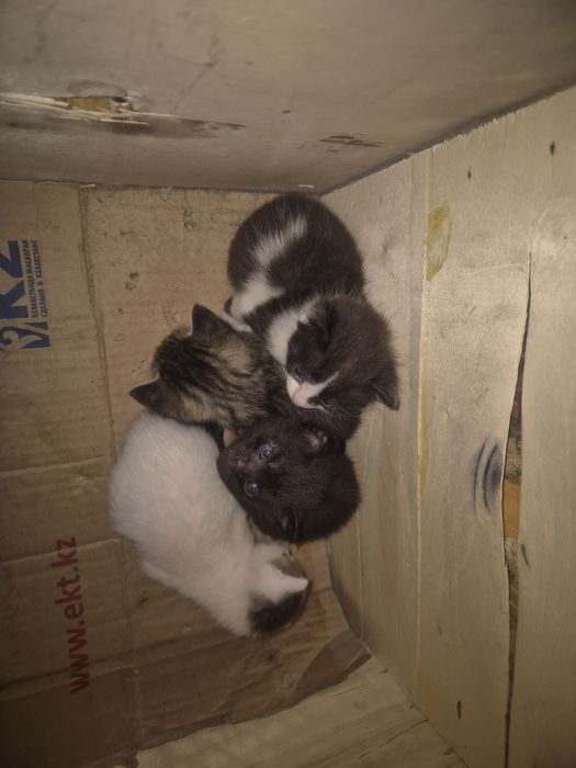 отдам котят в добрые руки