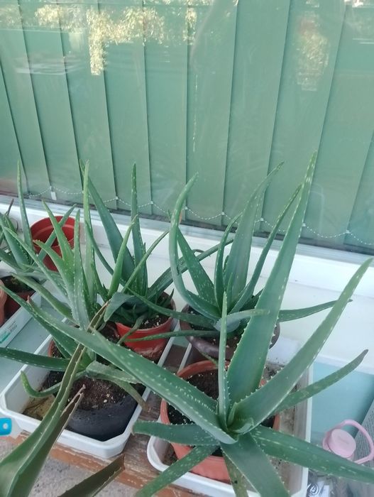 Алое вера 1-годишно