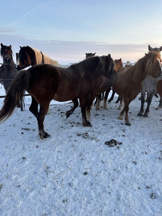 Продам шикарного табунного жеребца!