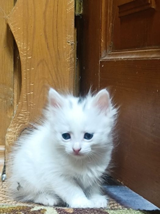 Котята ждут вас!