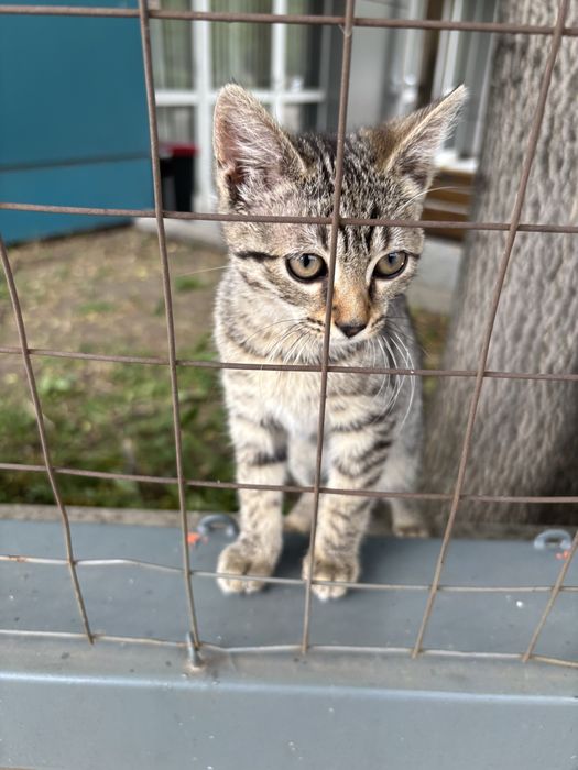 Бангаранга - коте на 3 месеца търси дом или приемна грижа