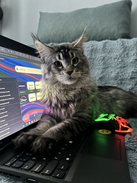 Maine Coon Blue Silver Spotted Tabby
