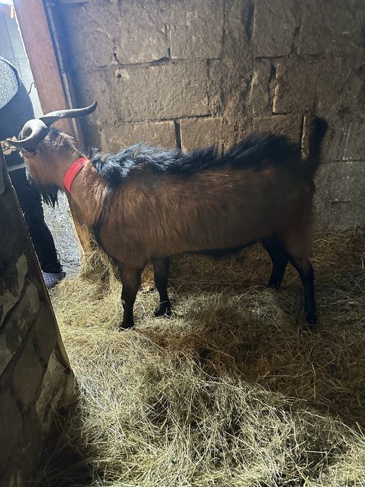 Tap Alpin Francez de vanzare