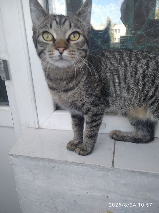 Котенок ,,Томас,, очень хороший